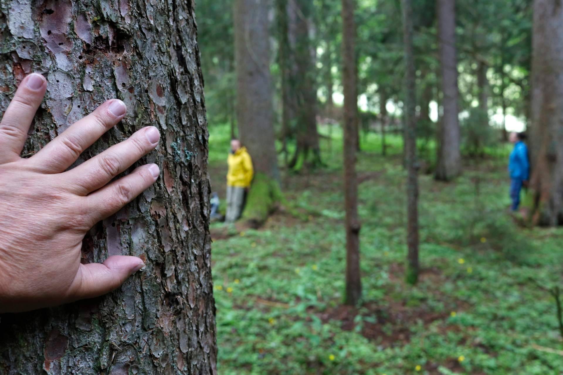 Baños de Bosque Madrid, una herramienta eficiente de salud y bienestar en el trabajo