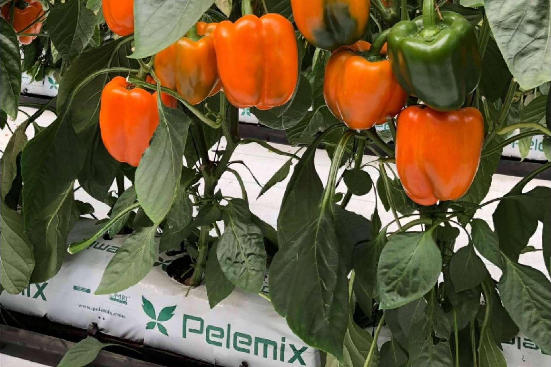 Pelemix, una empresa dedicada a la producción y comercialización de sustratos de coco de calidad para la agricultura