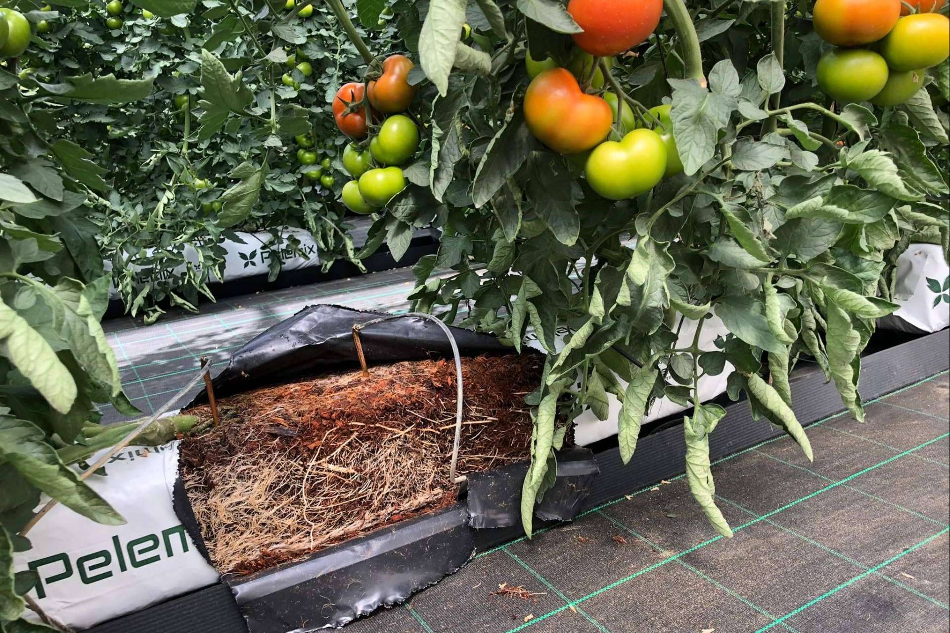 La solución definitiva para los productores comerciales de tomates de la mano de Pelemix