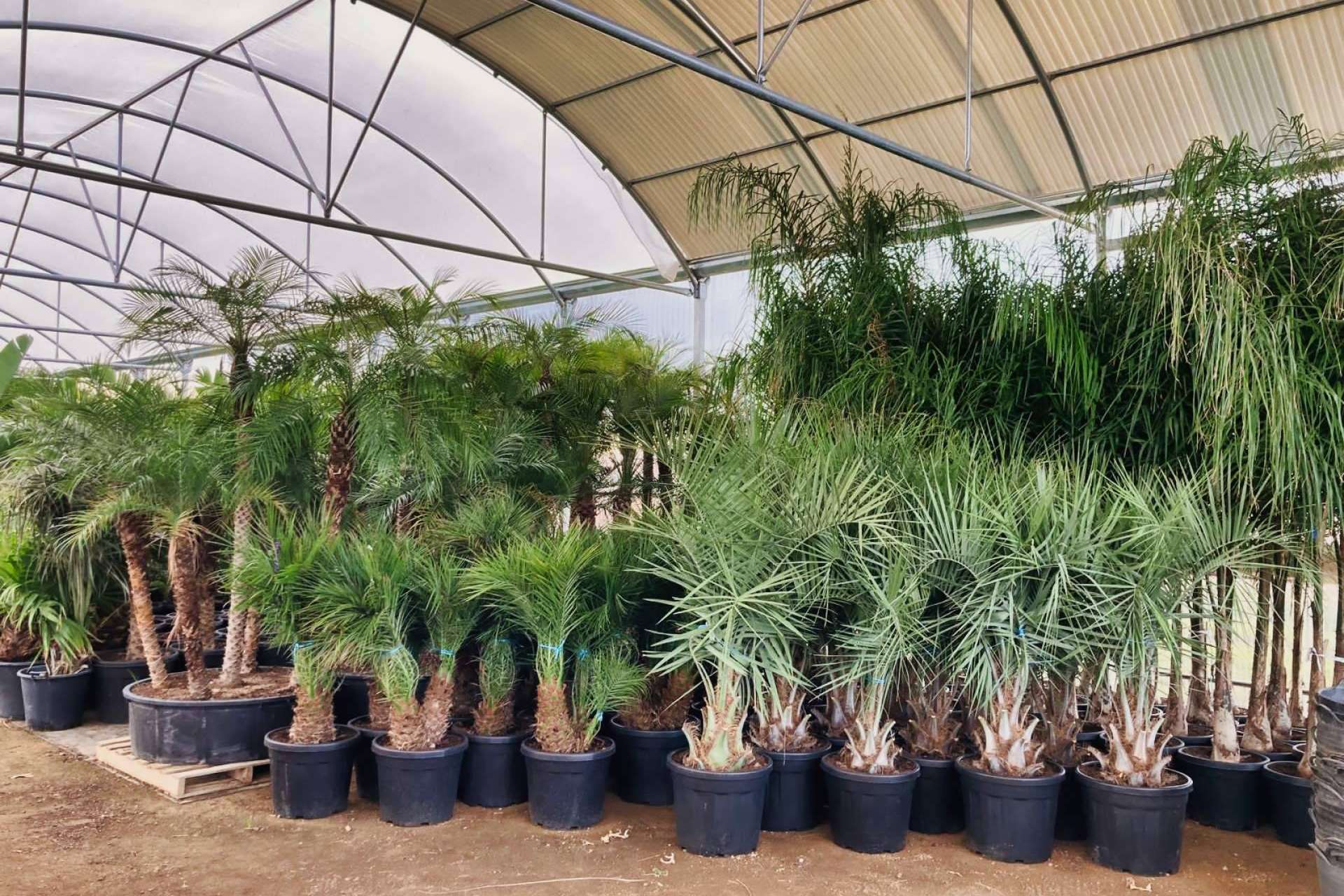Tropicalia Garden, el vivero especializado en la venta y en el cultivo de palmeras