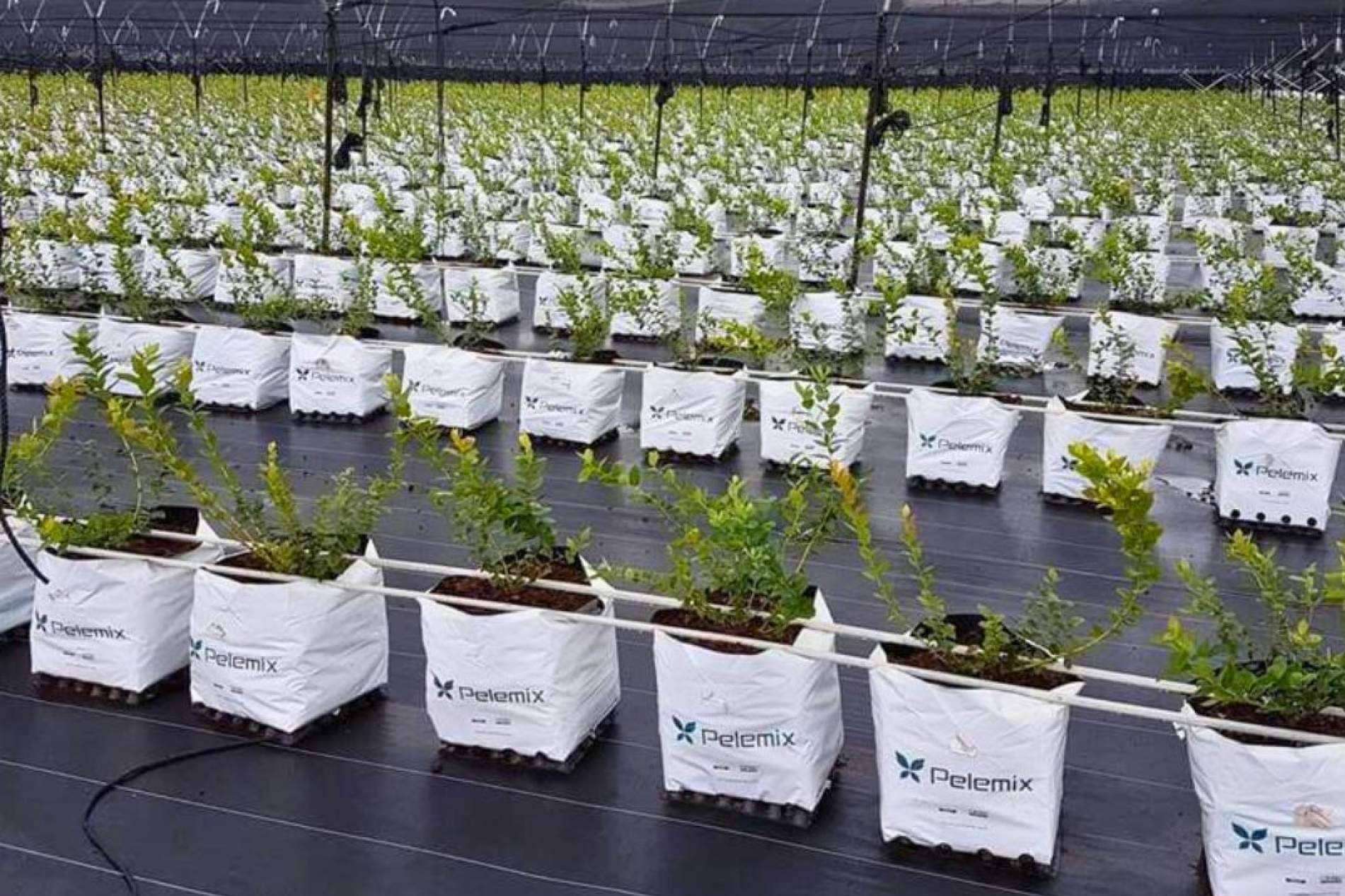 Las soluciones Open Tops de Pelemix y los últimos avances en el cultivo de frutas blandas