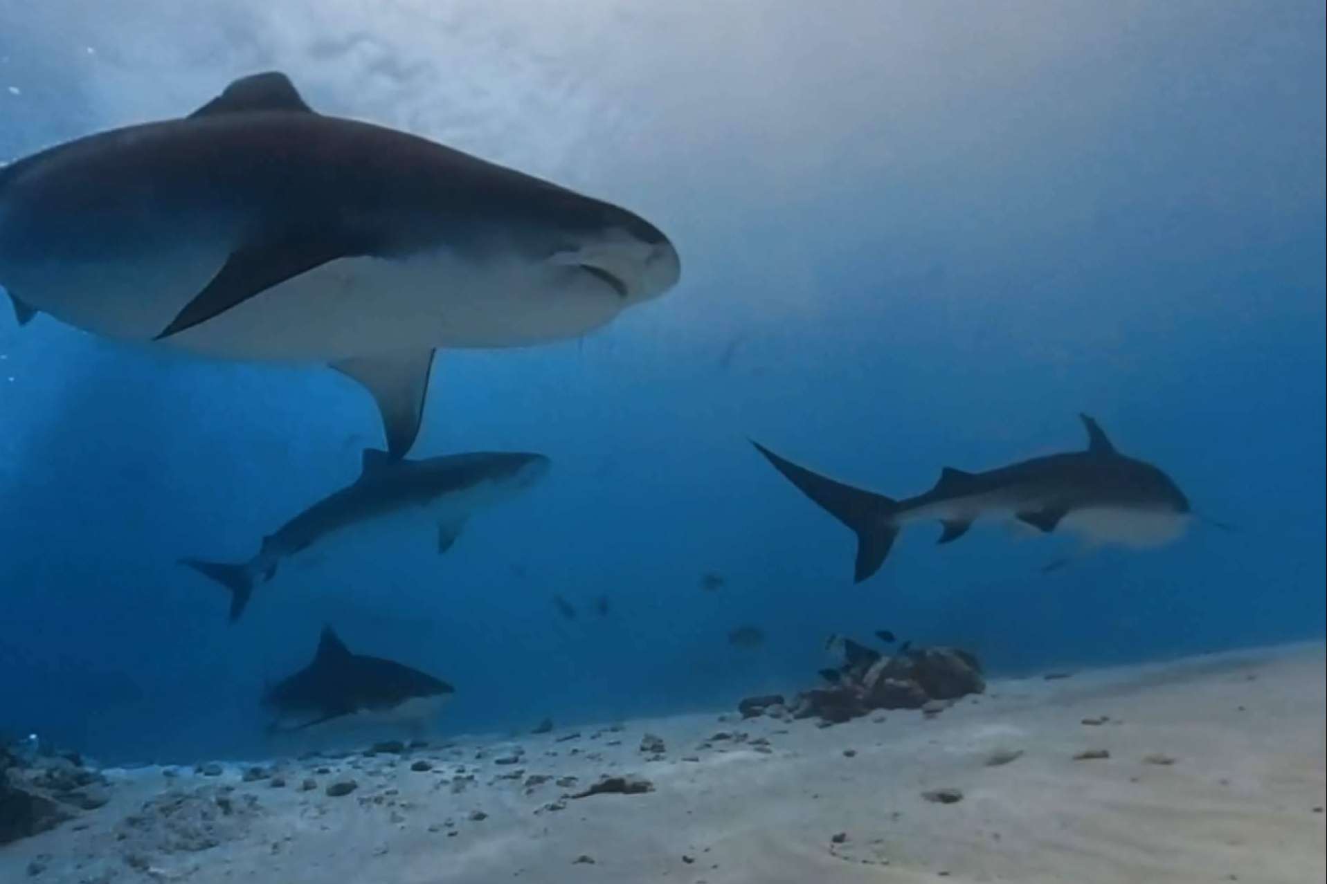 Una experiencia inolvidable y segura con Drop Dive Maldives. Buceo seguro con tiburones tigre en Fuvahmulah