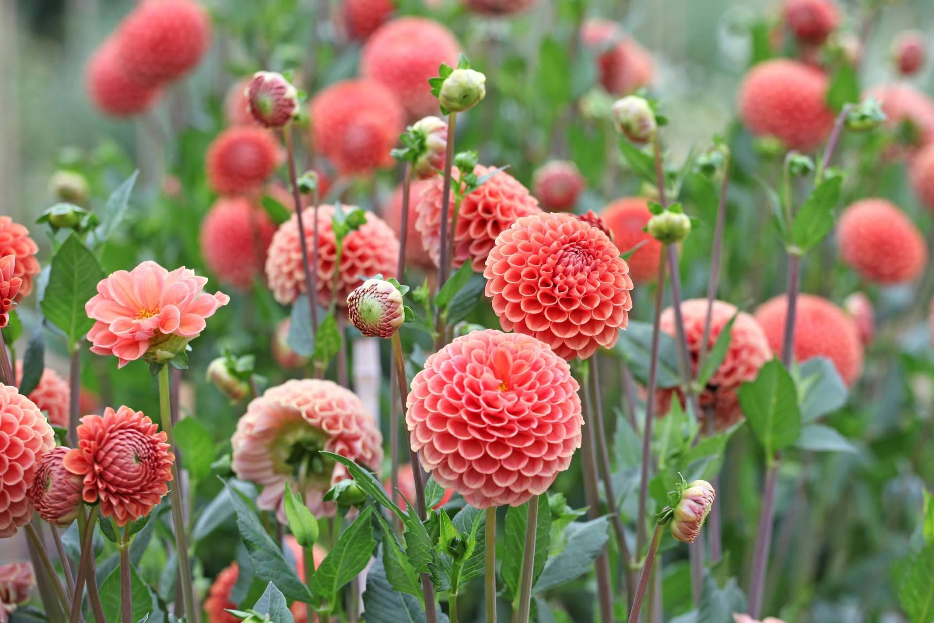 La variedad de flores de los campos de Niudàlia permite respirar naturaleza