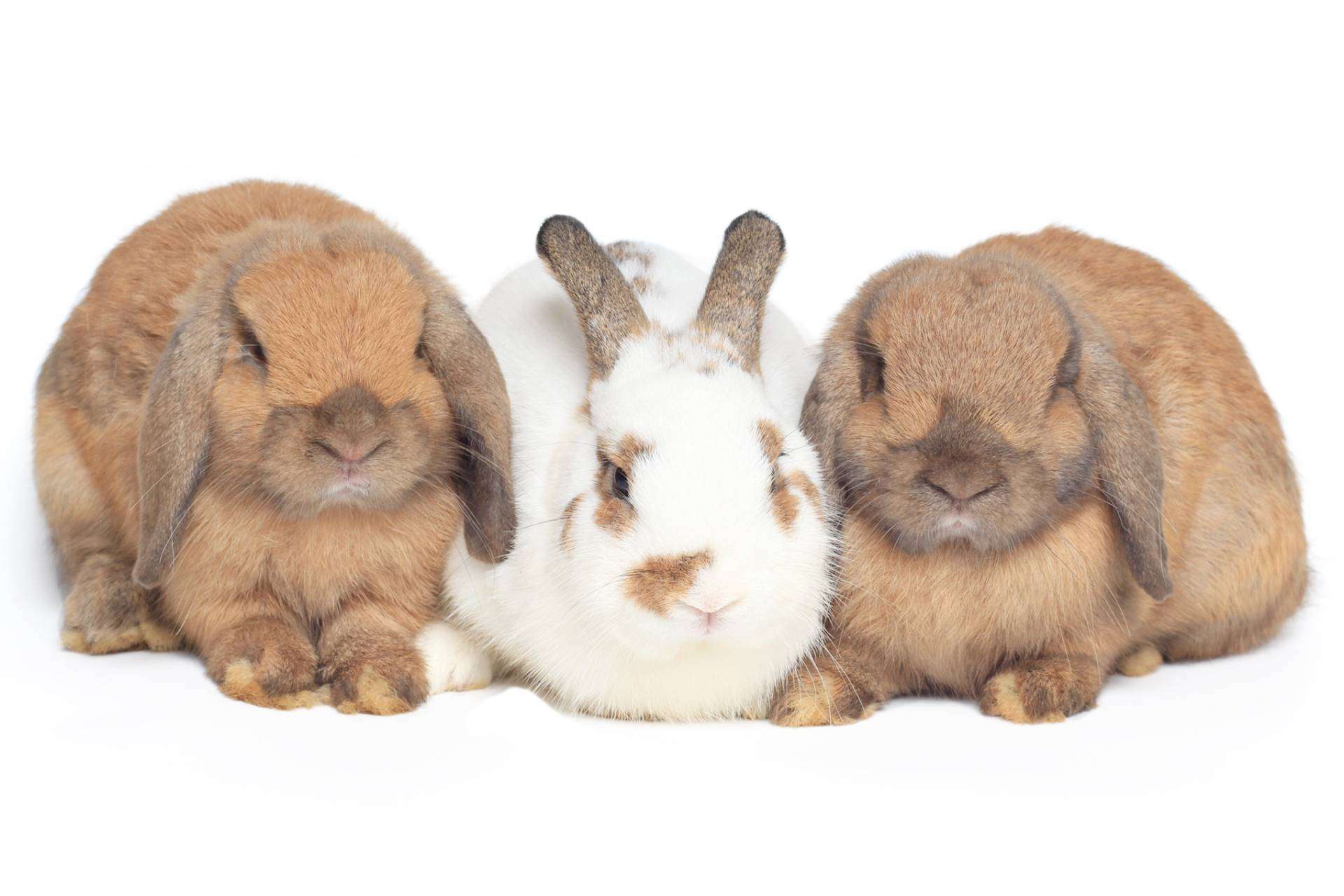 Lanzamiento Exclusivo en España; Primer Seguro de Salud para Conejos que Cubre Todos los Gastos Veterinarios