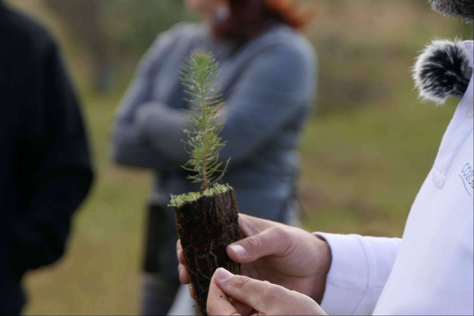 La compañía con la que las grandes empresas compensan su huella de carbono está en España