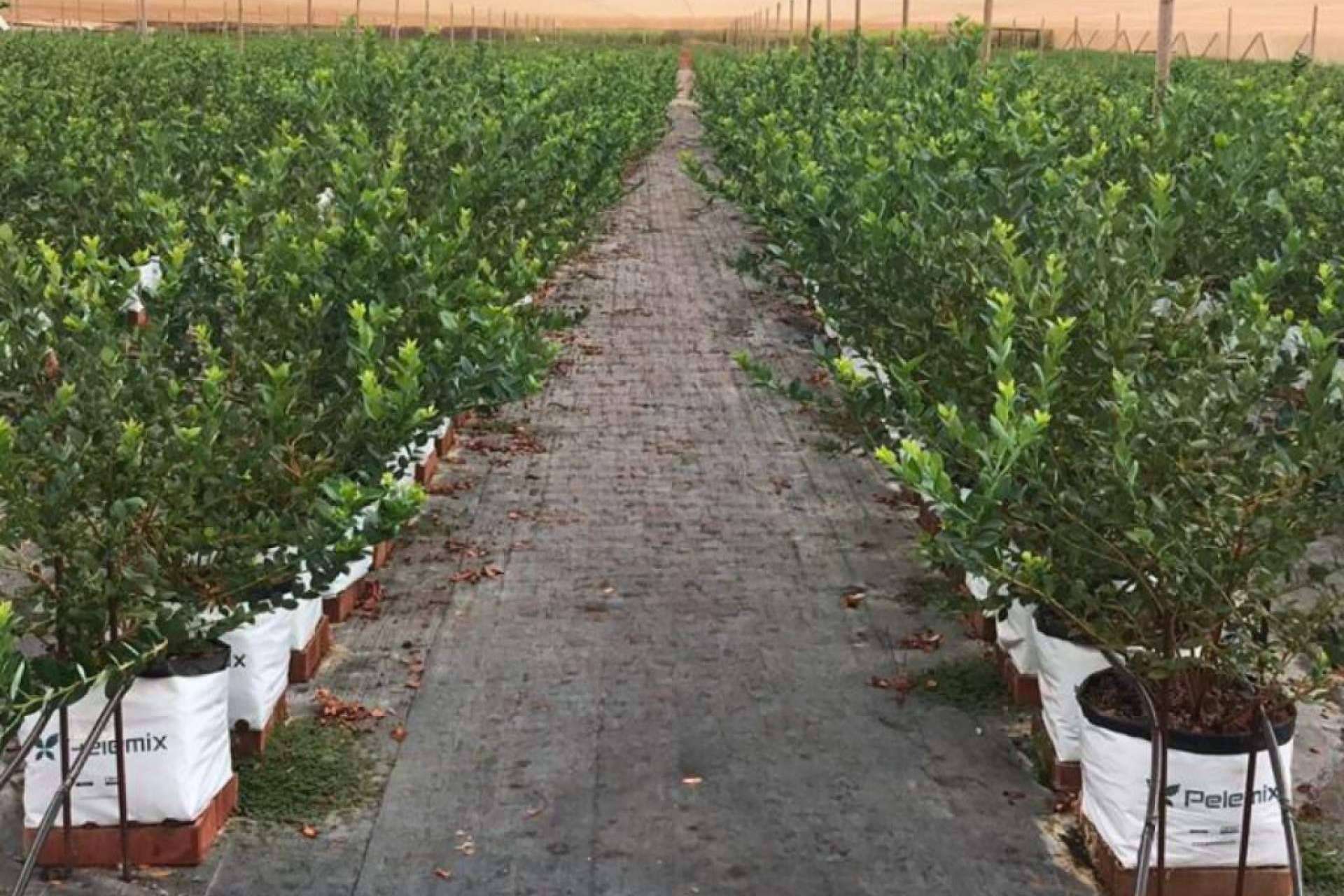 Innovación sostenible para optimizar el cultivo de arándano, con los sustratos de Pelemix