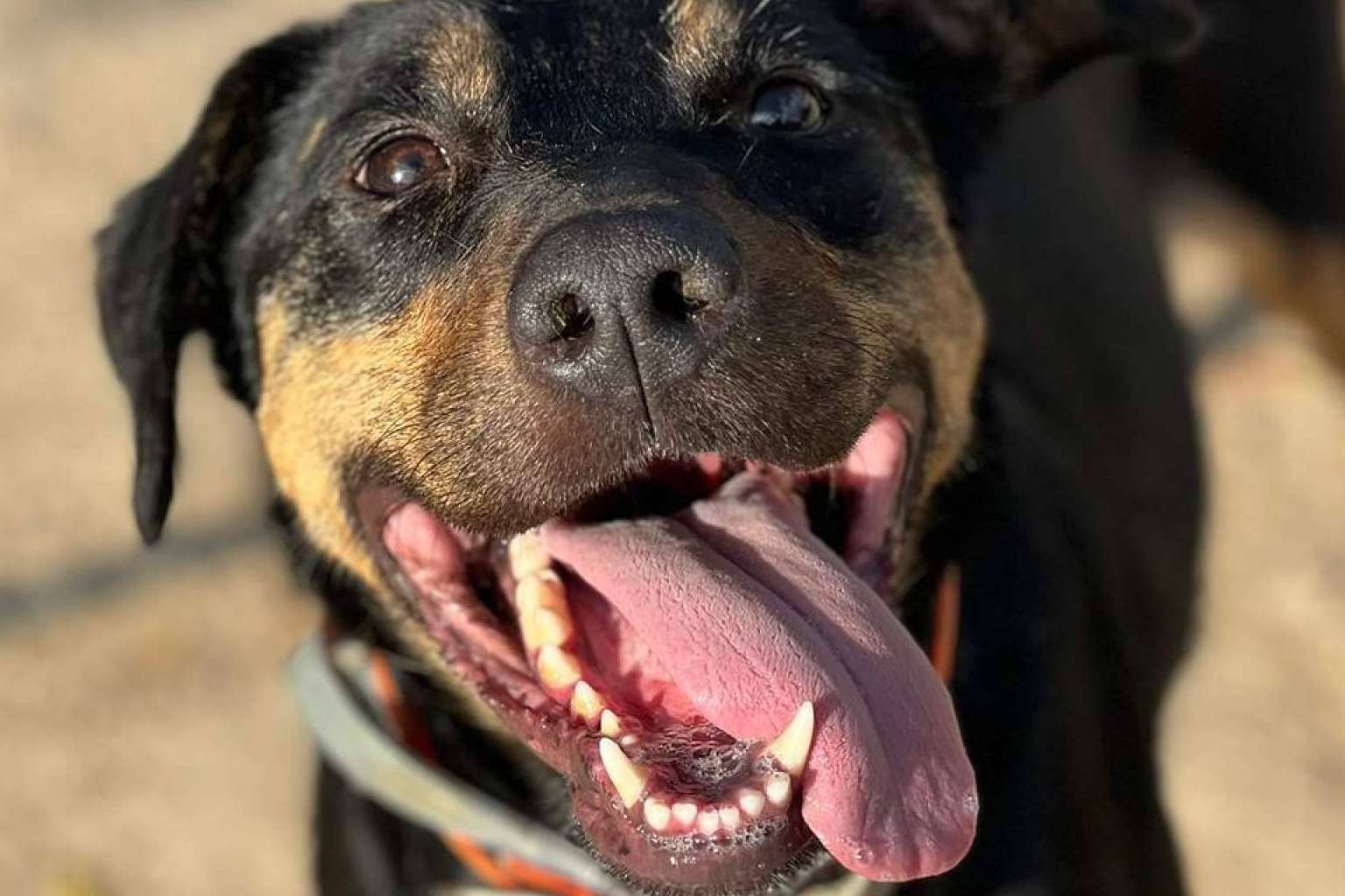 Protección animal con propósito, la misión de SOS Salvando Vidas España