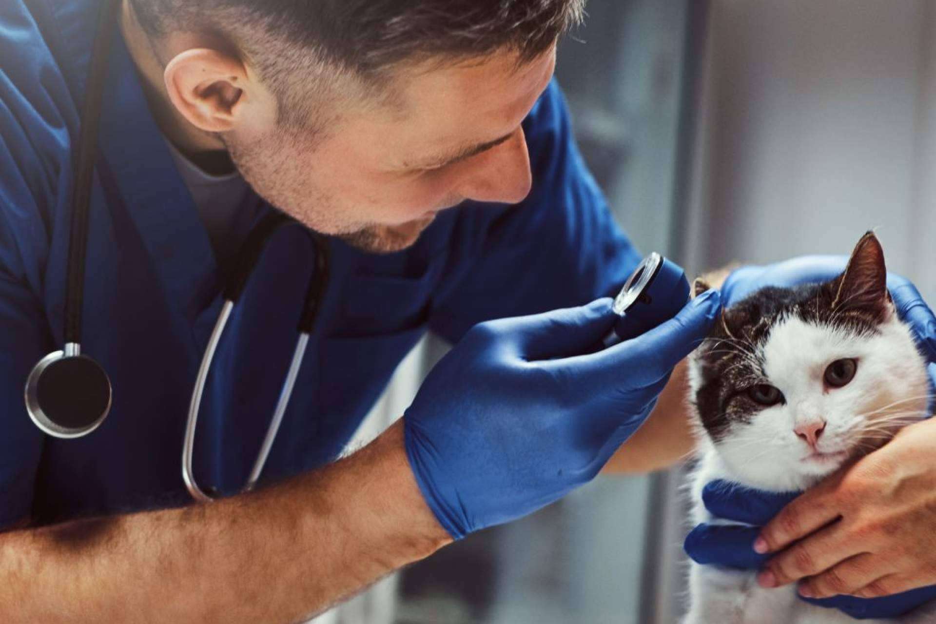 Regalar cursos de veterinaria con Vetformación, el detalle especial en estas fiestas