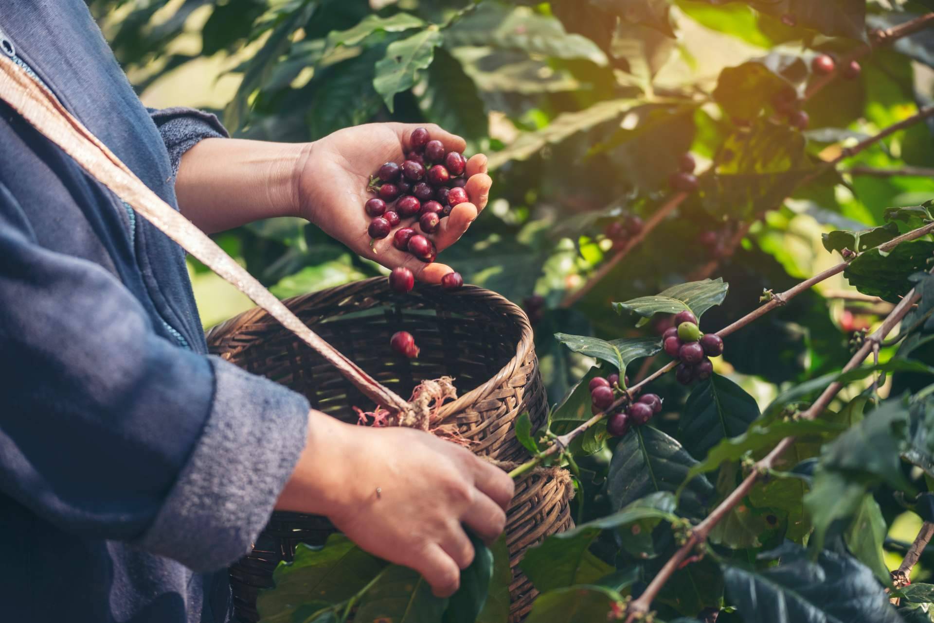 El café de la finca a la taza, CAFEPARACASA transforma el café en casa con granos de especialidad