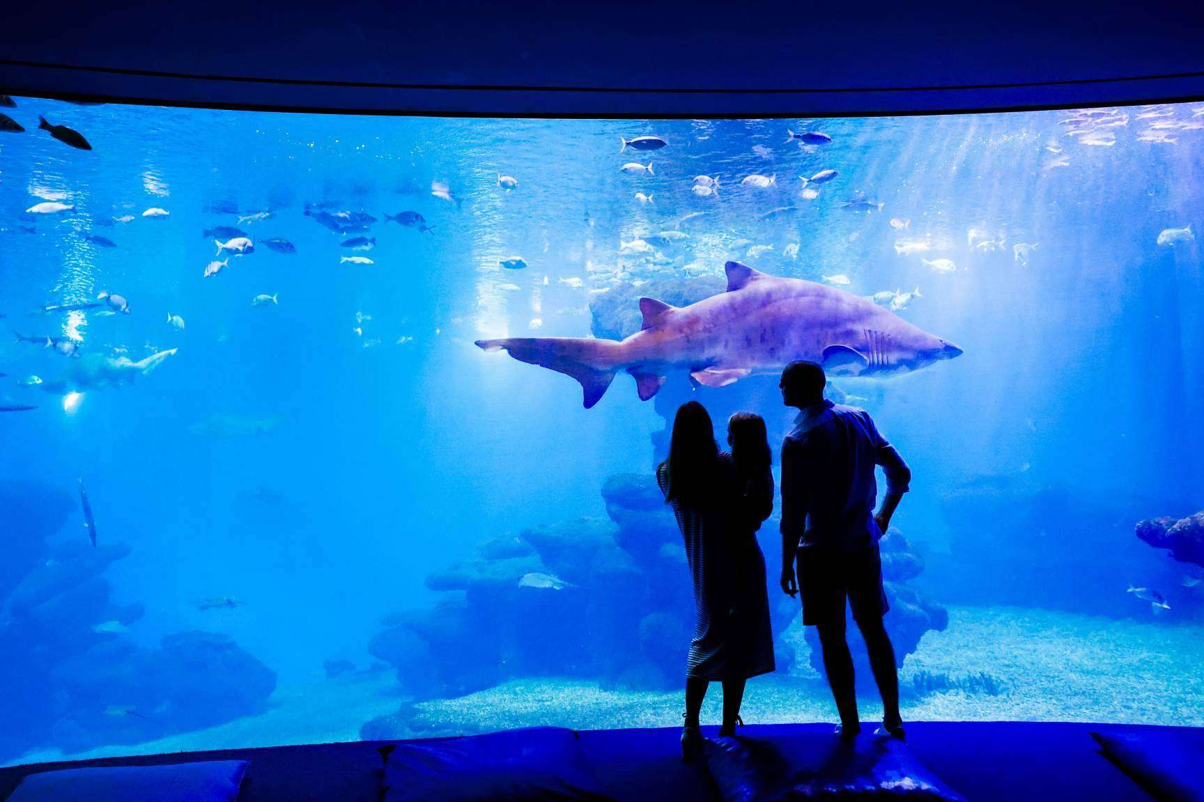 Palma Aquarium lanza ‘Som de la Mar’ con una fiesta benéfica y una programación mensual especial