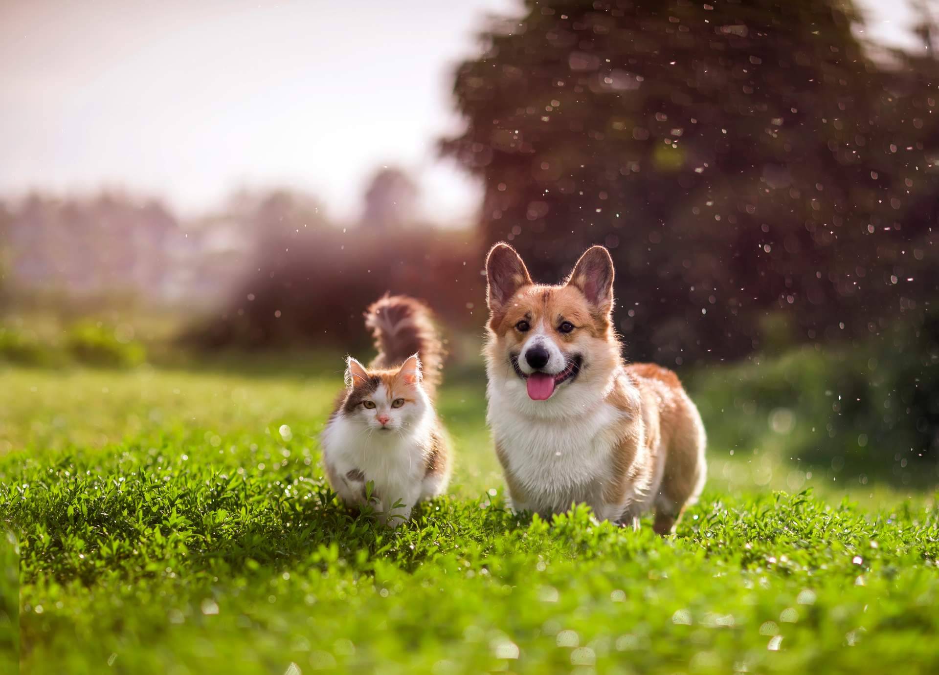 El auge de la alimentación natural en perros y gatos; más que una tendencia, una necesidad