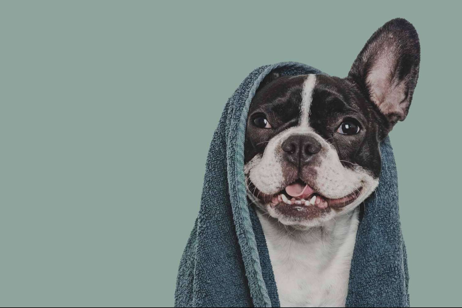 Vetformación presenta su curso presencial de peluquería canina con prácticas reales en VetBarber