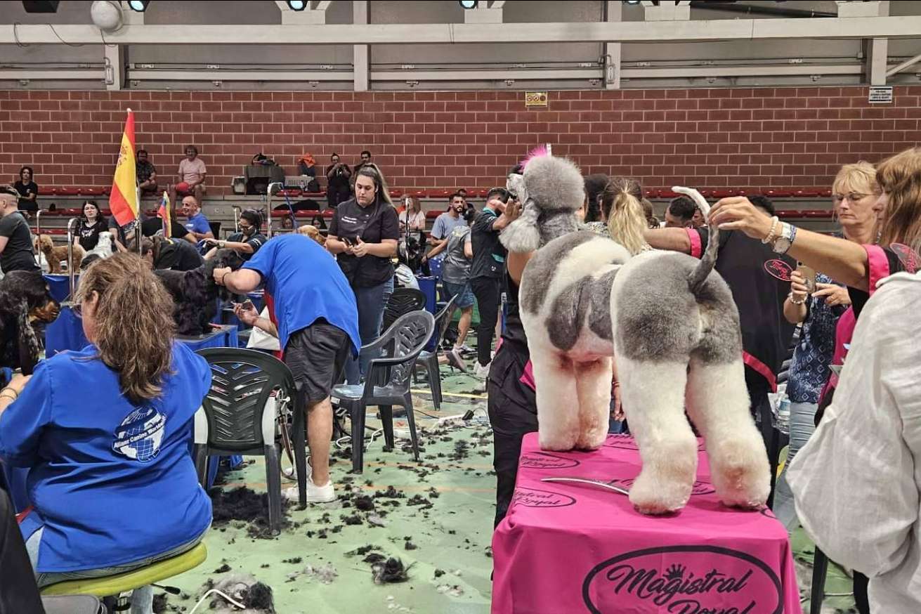 Murcia será sede del estilismo canino más top del mundo este octubre