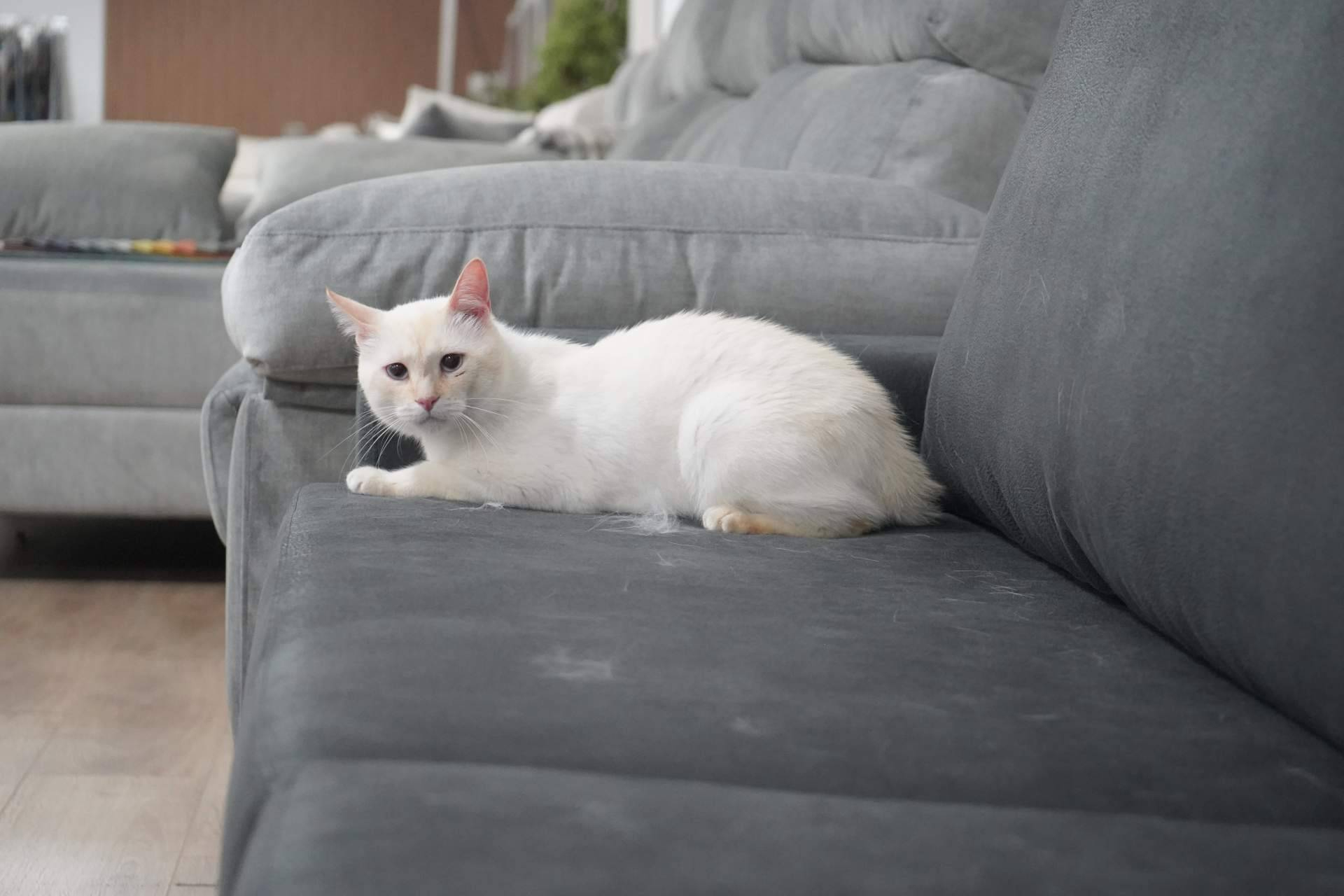 Sofás Valencia lanza sofás anti arañazos personalizables con tejidos resistentes para hogares con gatos