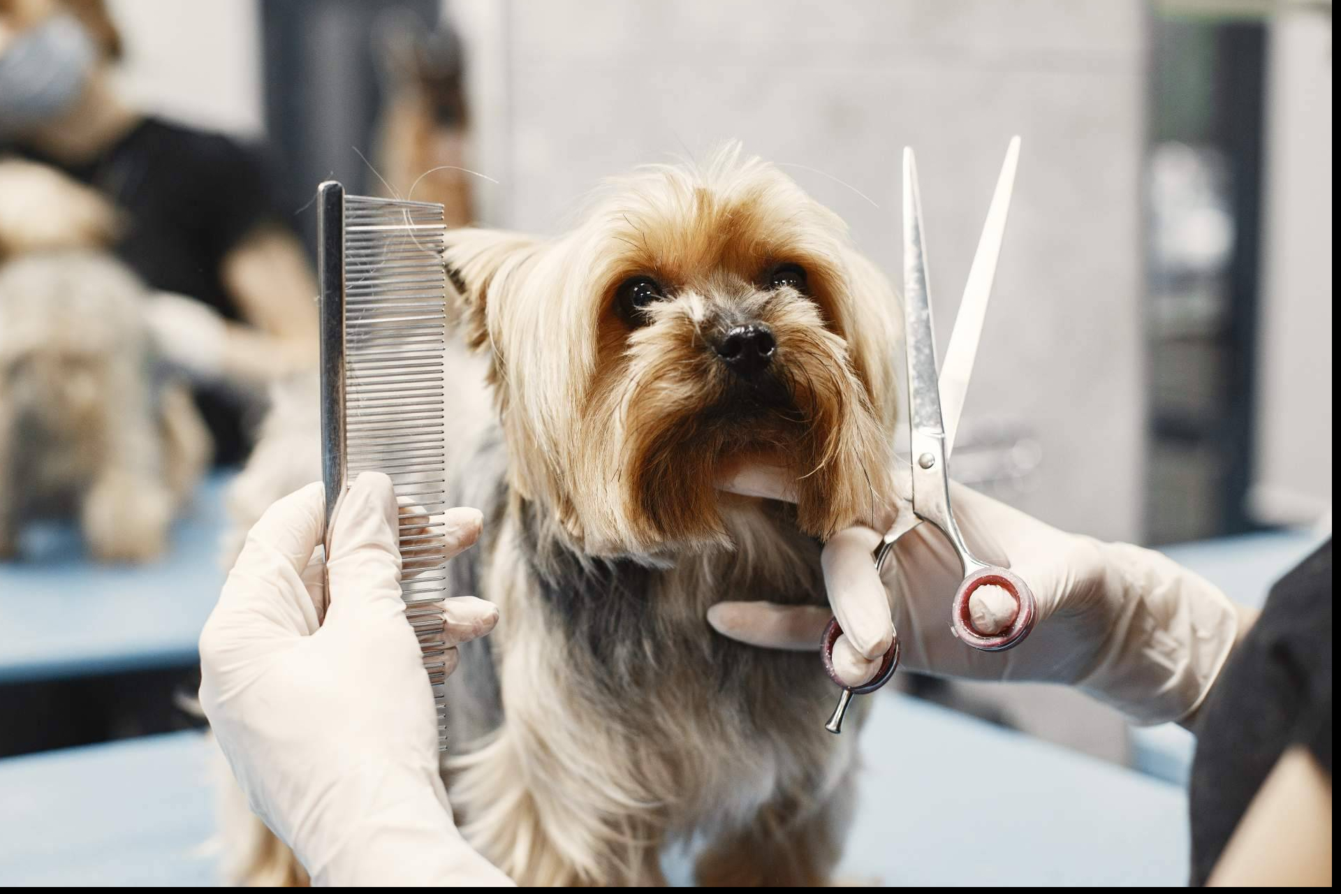 El Instituto Superior de Estudios impulsa la inserción laboral en el sector de la peluquería canina