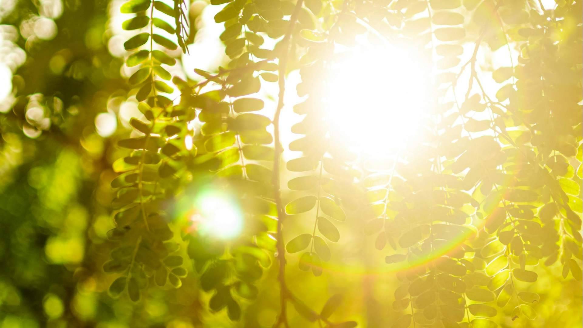 Calor adelantado y síntomas de alergia primaveral; el impacto del 'Primaverano'
