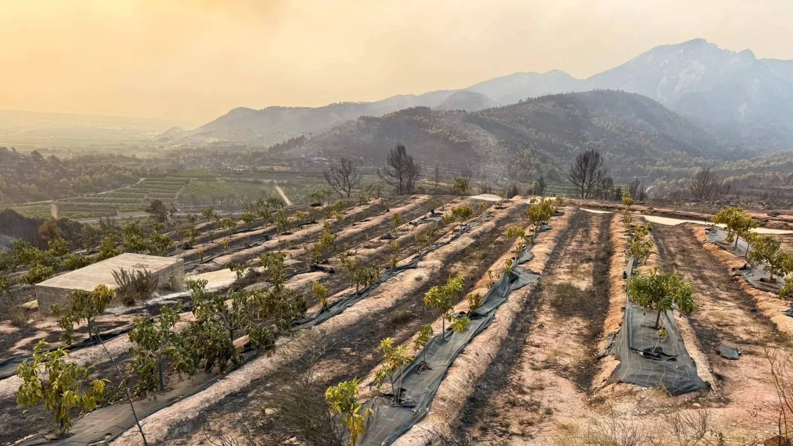 La finca Peña Alta de Tropitop queda calcinada por el fuego y una ola de apoyo impulsa su recuperación
